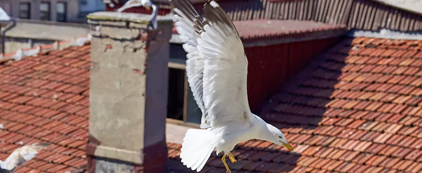Residential Chimney Animal Removal Solution in Titusville, FL