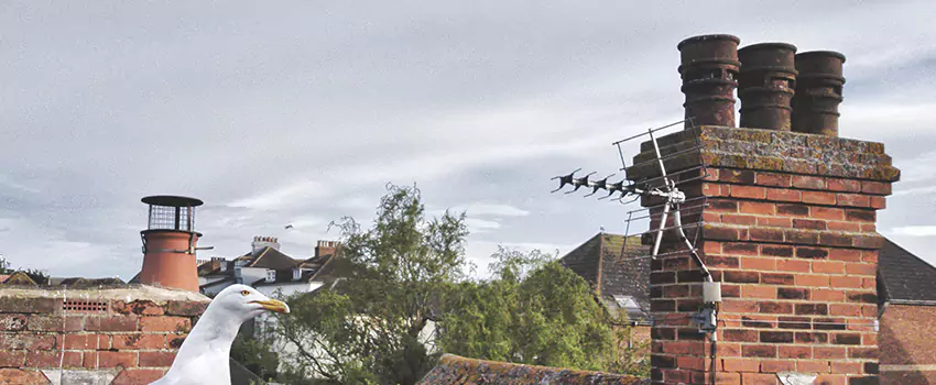 Chimney Cleaning And Restoration in Titusville, Florida